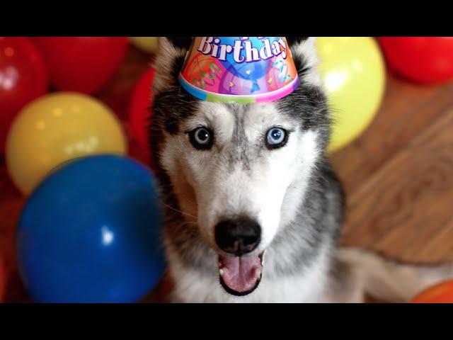 Mishka the Talking Husky's Surprise 13th Birthday Party!