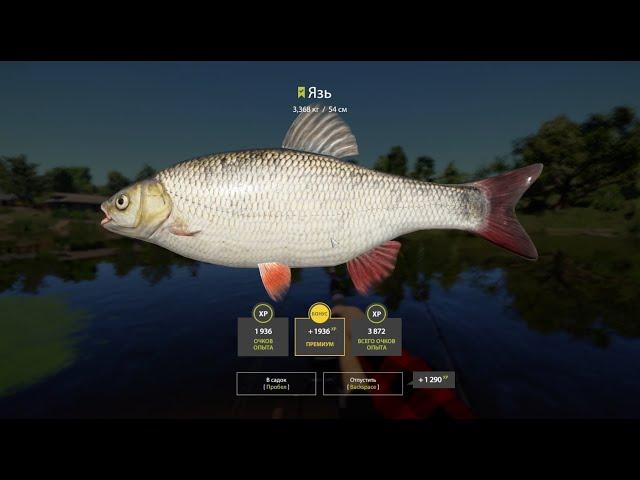 Место для ловли Язя #русскаярыбалка4 #russianfishing4 #рыбалка #трофей #язь #fishing