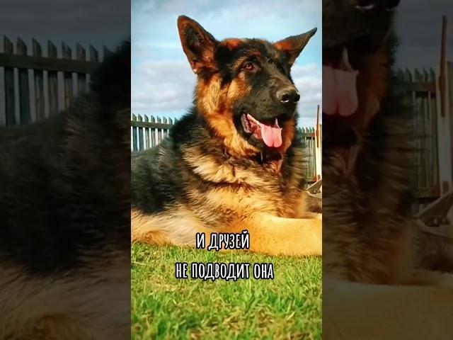 Топ пять самых залайканых видео Люка в tiktok #dog #foryou #собака #друзья #rek #gsd #топ #дружба