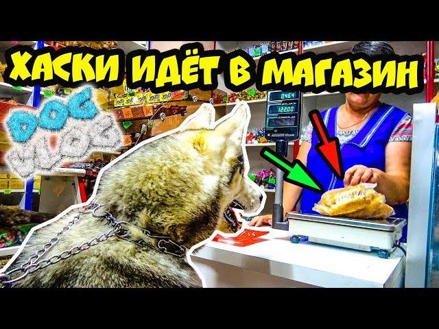 DOGVLOG: ХАСКИ ИДЕТ В МАГАЗИН. Говорящая собака