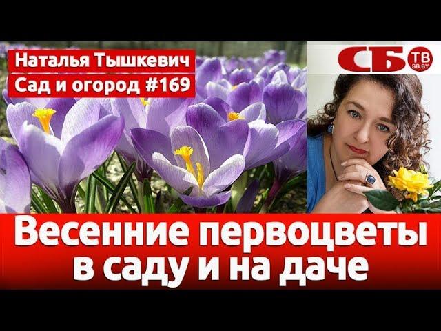 Весенние первоцветы в саду и на даче – посадка и уход