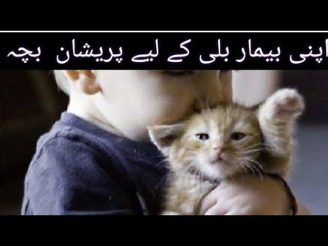 wild Cat paying With Kid | Ahmed Hamza A1