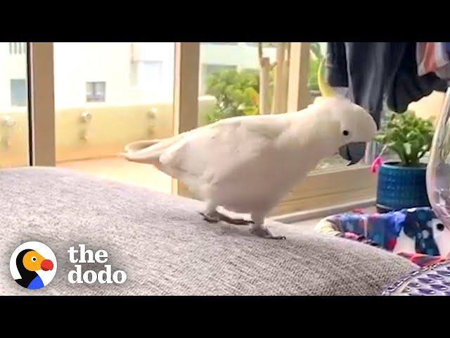 This Wild Cockatoo Does This To His Favorite Person Every Day | The Dodo Wild Hearts