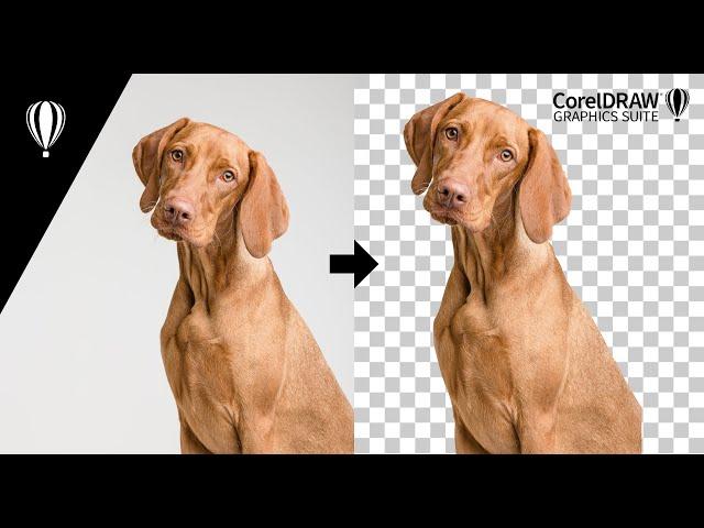 How to remove background in CorelDRAW/PhotoPaint 2022 using Magic Wand Tool