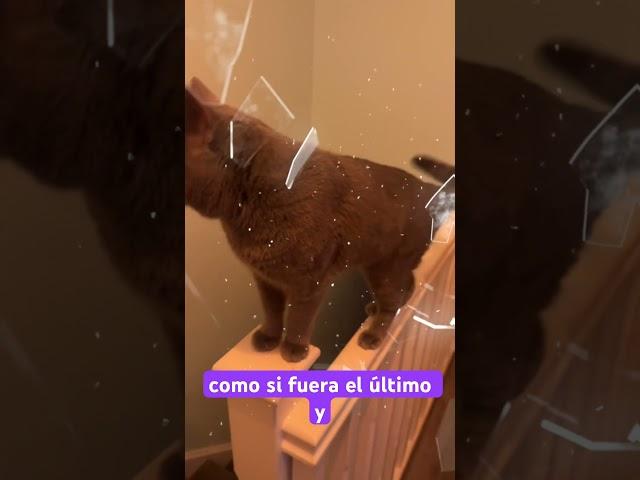 “Milo’s World” #CatsOfYouTube #CatAdventures #FunnyCats