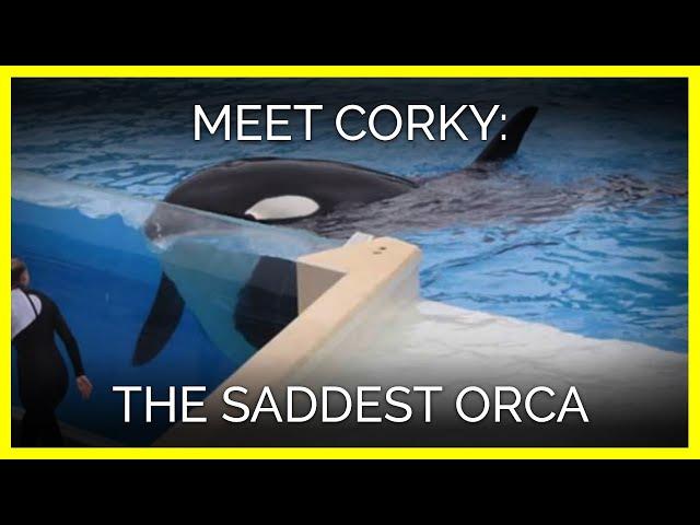 Meet Corky: The Saddest Orca