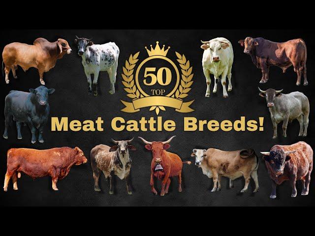 Top 50 Cattle Breeds for Meat Production around the world