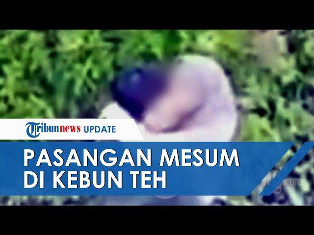 Viral Aksi Pasangan Mesum di Tengah Kebun Teh Kemuning Karanganyar, Tak Sengaja Terekam CCTV