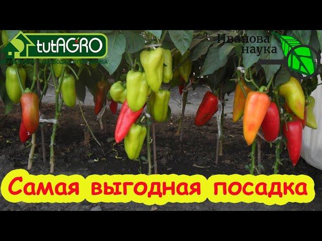 ПЕРЦЫ ЛЮБЯТ ТЕСНОТУ? Самая выгодная посадка перца в теплице и в открытом грунте. Размещайте перец.