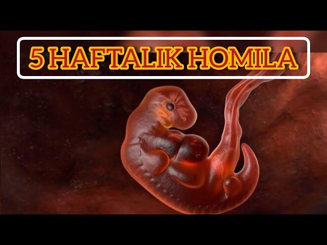 5 HAFTALIK HOMILA | Homila rivojlanishi