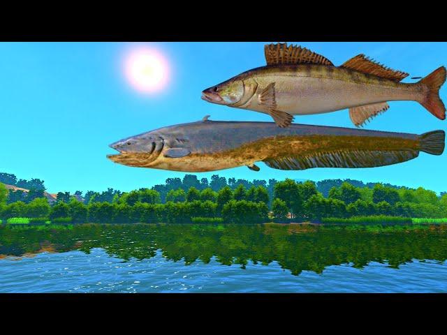 Insane Wels Catfish Spot | Weekly Record!! | Serbia | Fisher Online | Ep 63