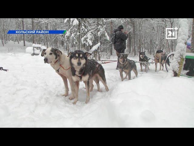 Ездовой спорт набирает популярность в Мурманской области