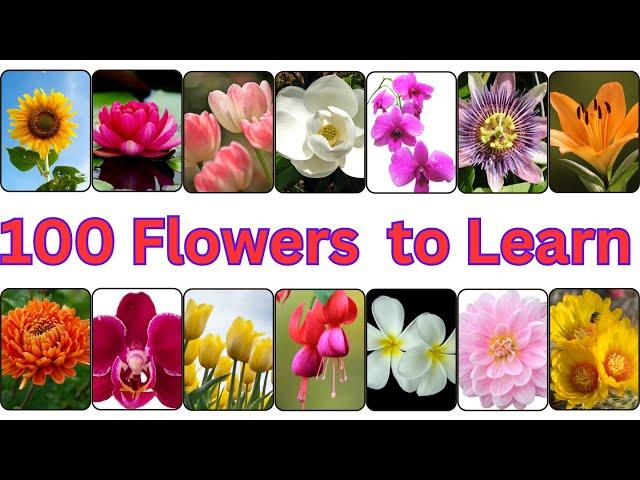 Mastering 100 Flower Names in No Time!