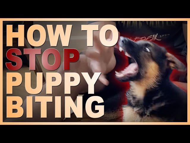 How to Easily Teach Your Puppy To STOP Biting You.