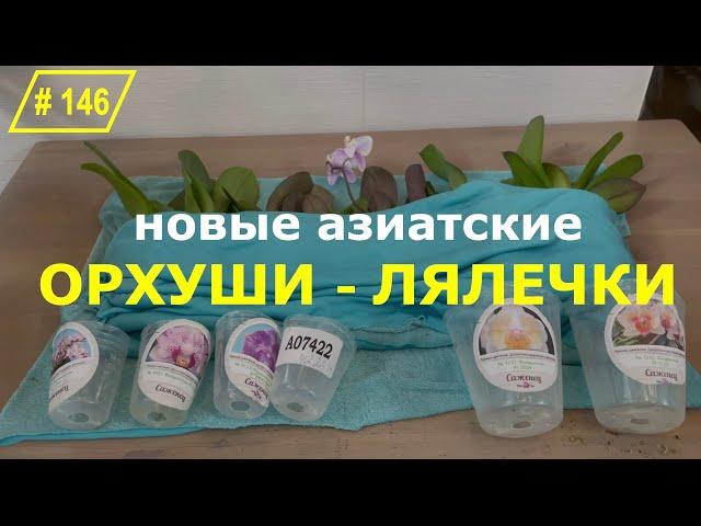 # 146 Как адаптировать и первый раз полить пересушенные азиатские орхидеи после покупки