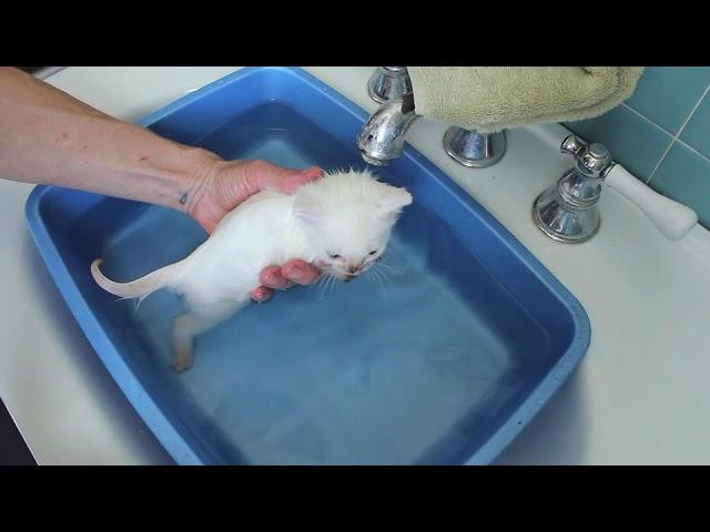 White Kittens Get a Bath