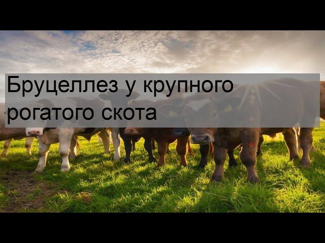 Бруцеллез у крупного рогатого скота