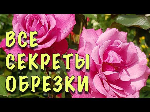 ПРОЩЕ ПРОСТОГО! Как обрезать ЧАЙНО-ГИБРИДНЫЕ розы ВЕСНОЙ. ШИКАРНОЕ ЦВЕТЕНИЕ ГАРАНТИРОВАННО!