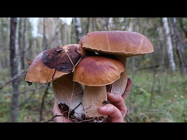 Лучший сбор грибов бывает и в понедельник!