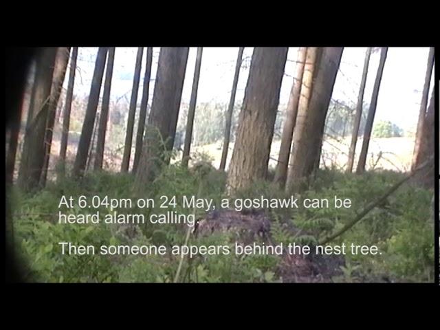 Illegal activity uncovered at goshawk nest, North Yorkshire