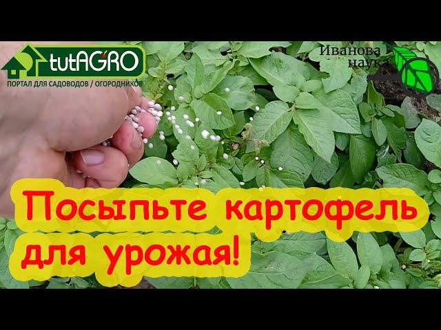 ОКУЧИВАНИЕ КАРТОФЕЛЯ... БЕЗ ОКУЧИВАНИЯ! Правильное окучивание: когда, как и сколько раз. И оно НАДО?