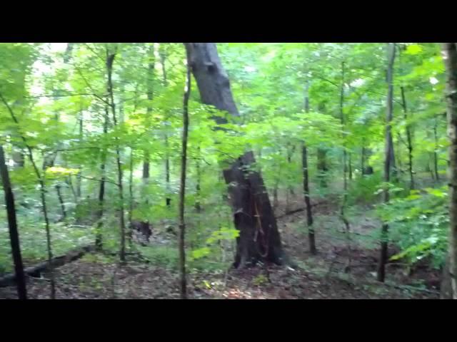 Tree falling in the woods