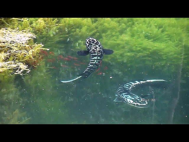 Beautiful leisurely Giant snakehead fish and fry(Toman)