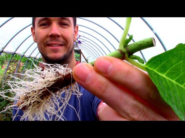 Multiply Your Plants for Free | Rooting Cuttings of Hydrangea: A Plant Propagation Masterclass