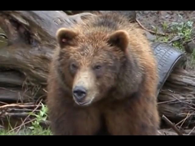 Percy Hamilton Goodair's Fatal Grizzly Bear Attack