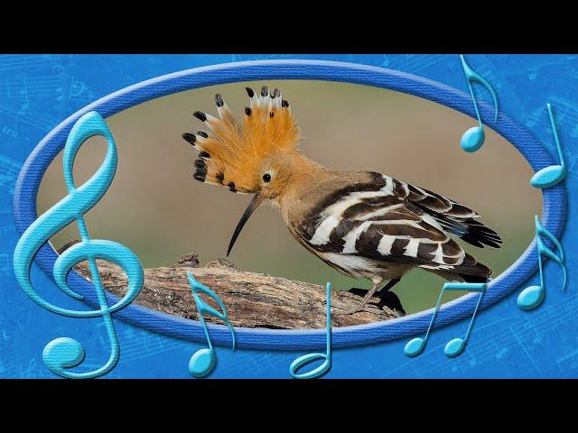 Eurasian hoopoe [Upupa epops] - voices of the Birds (rare sounds of birds)