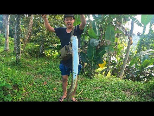 Cek pancing sidat & bubu udang dalam goa . dapat sidat besar dan banyak ikan kecil..