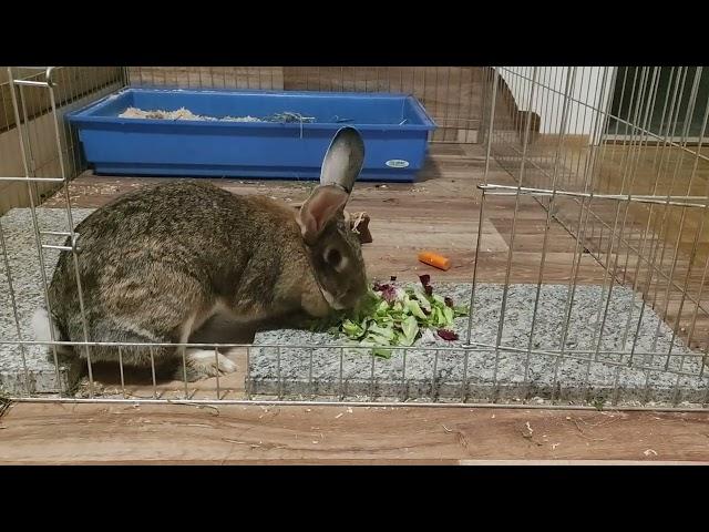 Bunny Rabbit evening nom noms