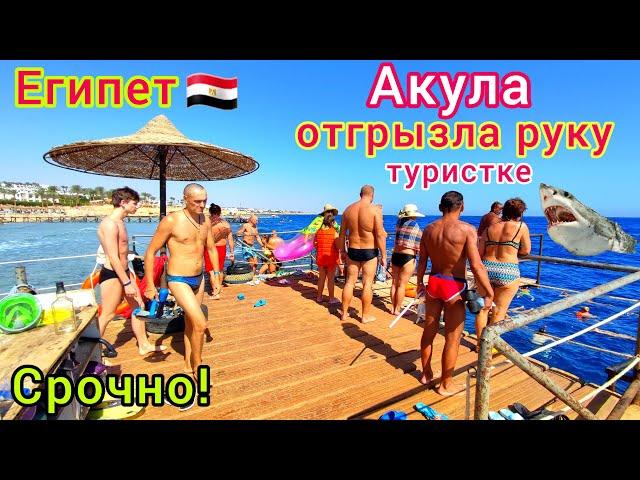 Shark ATTACKED a tourist in Egypt  HORROR on the beach of a hotel NEAR Sharm el-Sheikh️ NEWS