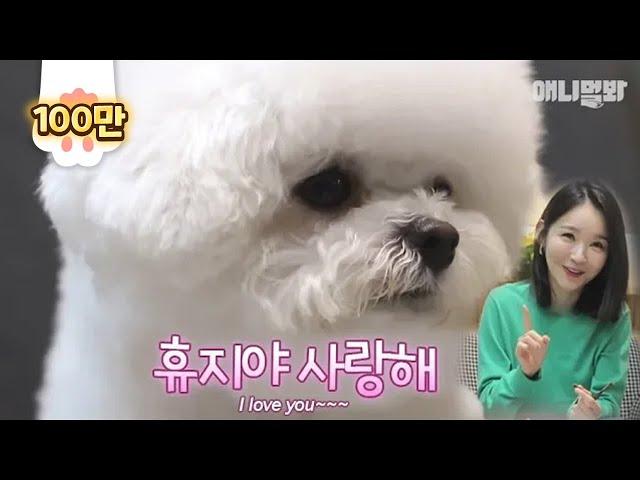 Hyuji, the Bichon puppy of famous K-Pop singer Kang Min Kyung of Davichi is here