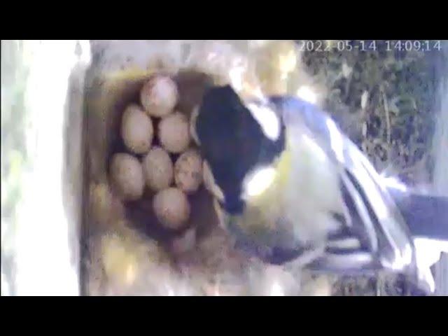 9 eggs in a tit's nest. 2022-05-14