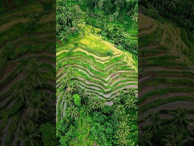  When mountains say, 'Let’s farm... but make it stylish!' ️