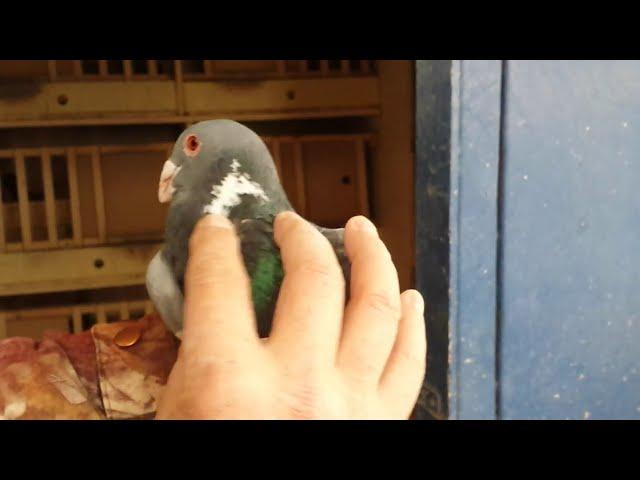 Голуби уникальной породы / Pigeons of a unigue breed