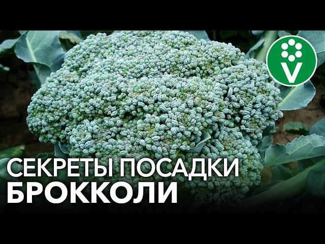 БРОККОЛИ ВСЕМ НА ЗАВИСТЬ! Главные правила посадки и подкормки брокколи для крупных головок