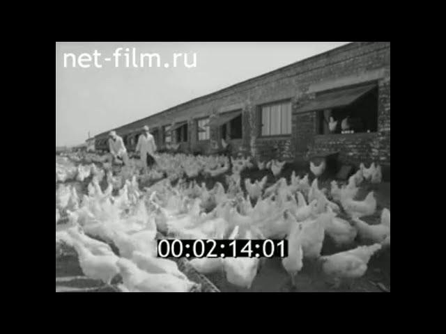 1964г  совхоз Политотделец Череповецкий район  Вологодская обл