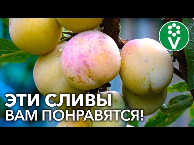 9 САМЫХ СЛАДКИХ И КРУПНЫХ СОРТОВ СЛИВЫ ДЛЯ СРЕДНЕЙ ПОЛОСЫ