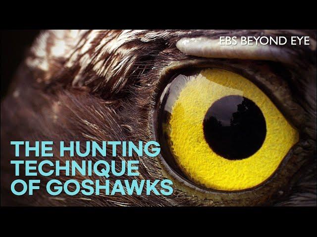 The Hunting Technique of Goshawks