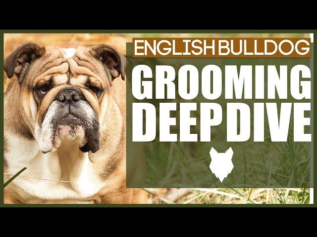 How To Groom Your ENGLISH BULLDOG