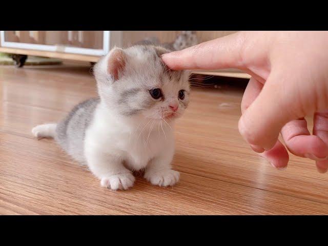 The little Kittens start walking