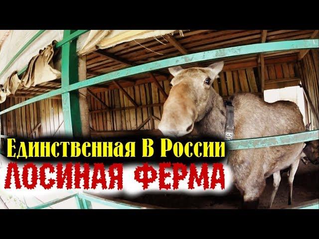 Лосиная Ферма|Единственная в России|Экскурсия