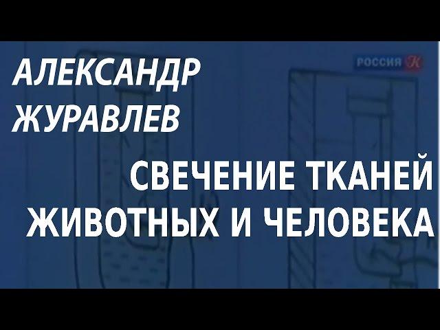 ACADEMIA. Александр Журавлев. Свечение тканей животных и человека. Канал Культура