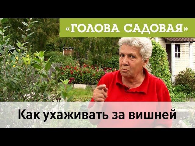 Голова садовая - Как ухаживать за вишней