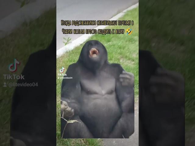 #litevideo #memes #tiktok #monkey #чехия #funny #юмор #cz #babymonkey #дуэт