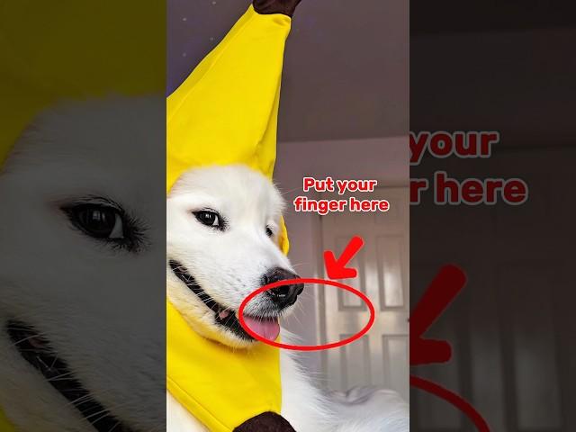Put your finger here for a surprise  #dogshorts #funny #puppy #pets #cutedog #cute #memes #shiro