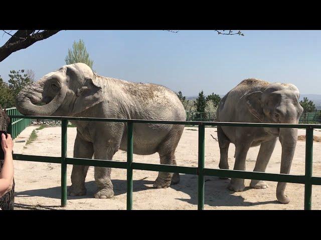 Слонихи Магда и Дженни устроили себе пылевой душ! Тайган The elephants  have a dust shower! Taigan