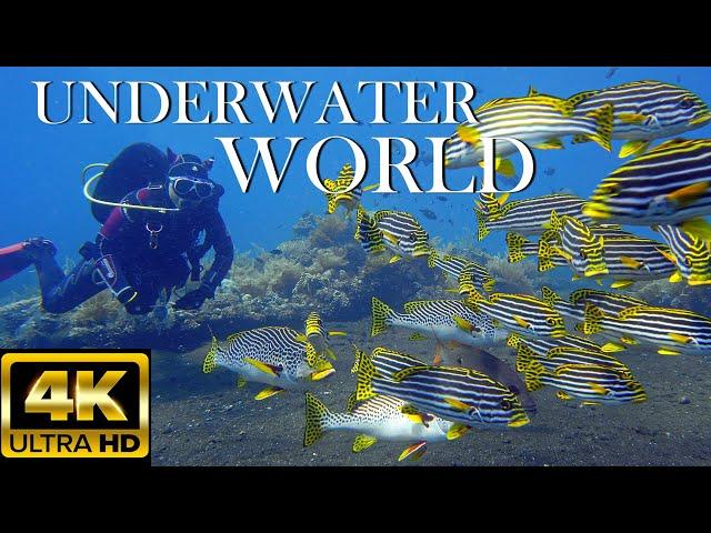 Underwater world 4K | BALI | Marine Life | Scenic Relaxation Film #underwater #relax #bali #diving